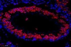 Immunofluorescent analysis of paraformaldehyde-fixed mouse testis using,TTC12 (ABIN7075869) at dilution of 1: 1000 (TTC12 antibody)