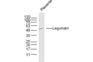 Western Blotting (WB) image for anti-Legumain (LGMN) (AA 201-300) antibody (ABIN750958)