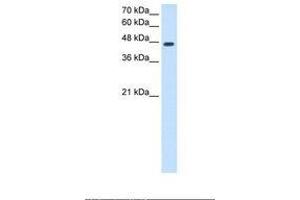 Image no. 1 for anti-N-Myc Downstream Regulated 1 (NDRG1) (N-Term) antibody (ABIN321354) (NDRG1 antibody  (N-Term))