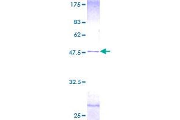 CETN2 Protein (AA 1-172) (GST tag)