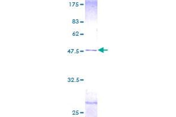 CETN2 Protein (AA 1-172) (GST tag)