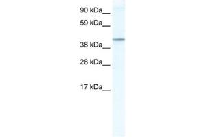 Western Blotting (WB) image for anti-Nuclear Receptor Subfamily 1, Group H, Member 5 (NR1H5) antibody (ABIN2461565) (NR1H5 antibody)