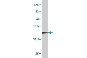 Western Blot detection against Immunogen (36. (PSMD6 antibody  (AA 292-389))