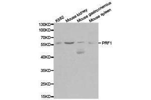 Western Blotting (WB) image for anti-Perforin 1 (Pore Forming Protein) (PRF1) antibody (ABIN1874263)