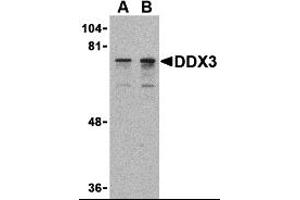 Western Blotting (WB) image for anti-DEAD (Asp-Glu-Ala-Asp) Box Polypeptide 3, X-Linked (DDX3X) (N-Term) antibody (ABIN1031348) (DDX3X antibody  (N-Term))
