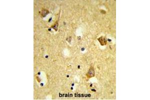 Formalin-fixed and paraffin-embedded human brain tissue reacted with APOBEC3F Antibody (N-term), which was peroxidase-conjugated to the secondary antibody, followed by DAB staining. (APOBEC3F antibody  (N-Term))