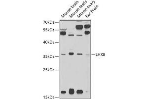 Western blot analysis of extracts of various cell lines, using LHX8 antibody (ABIN3022777, ABIN3022778, ABIN3022779 and ABIN6219224) at 1:1000 dilution. (LHX8 antibody  (AA 1-220))