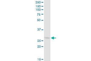 COPS7B MaxPab polyclonal antibody. (COPS7B antibody  (AA 1-264))