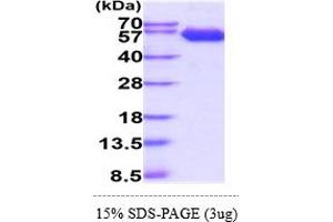 SDS-PAGE (SDS) image for Basigin (Ok Blood Group) (BSG) (AA 22-207) protein (hIgG-His-tag) (ABIN5855085) (CD147 Protein (AA 22-207) (hIgG-His-tag))