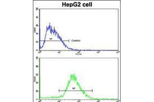 Flow cytometric analysis of HepG2 cells using H Cadherin (CDH13) Antibody (N-term)(bottom histogram) compared to a negative control cell (top histogram). (Cadherin 13 antibody  (N-Term))