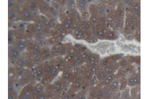 Detection of FTH in Mouse Liver Tissue using Monoclonal Antibody to Ferritin, Heavy Polypeptide (FTH) (FTH1 antibody  (AA 1-182))