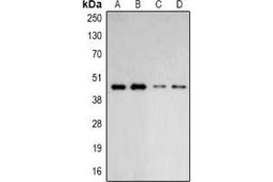 Western blot analysis of ARP2 expression in HepG2 (A), Hela (B), mouse lung (C), mouse brain (D) whole cell lysates. (ARPC1B antibody)