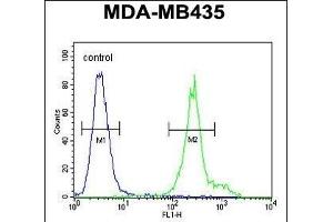 ANKFY1 Antibody (C-term) (ABIN650902 and ABIN2839988) flow cytometric analysis of MDA-M cells (right histogram) compared to a negative control cell (left histogram). (ANKFY1 antibody  (C-Term))