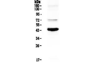 Western blot analysis of PAX5 using anti-PAX5 antibody . (PAX5 antibody  (AA 217-282))