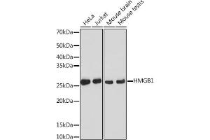 Western blot analysis of extracts of various cell lines, using HMGB1 antibody (ABIN7267648) at 1:1000 dilution. (HMGB1 antibody)