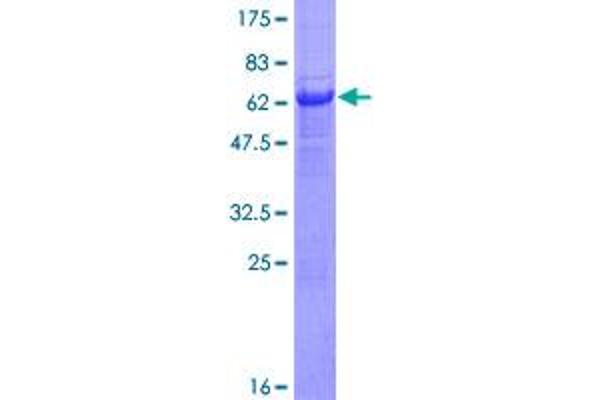 PANK1 Protein (AA 1-373) (GST tag)