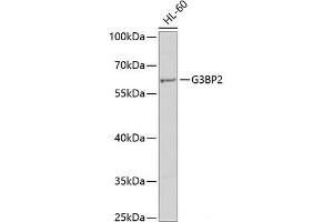 Western blot analysis of extracts of HL-60 cells using G3BP2 Polyclonal Antibody at dilution of 1:1000.