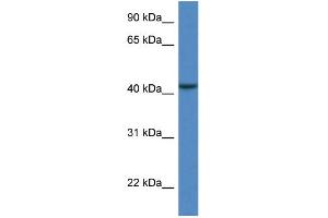 WB Suggested Anti-CAB39L Antibody Titration: 1. (CAB39L antibody  (N-Term))