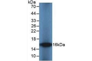 Detection of Recombinant IL8, Cavia using Monoclonal Antibody to Interleukin 8 (IL8) (IL-8 antibody  (AA 23-101))
