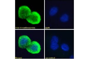 ABIN1781811 Immunofluorescence analysis of paraformaldehyde fixed HepG2 cells, permeabilized with 0. (Thrombospondin 1 antibody  (N-Term))