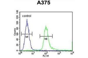 Flow cytometric analysis of A375 cells using SPDYE3 Antibody  (right histogram) compared to a negative control cell (left histogram). (SPDYE3 antibody  (Middle Region))
