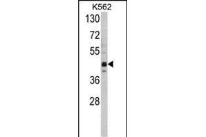 Western blot analysis of SET07 Antibody (C-term) (ABIN387993 and ABIN2845268) in K562 cell line lysates (35 μg/lane). (SETD8 antibody  (C-Term))