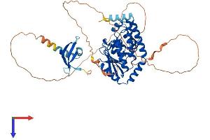 AlphaFold protein structure predicition of Mouse Recombinant Cdyl2 Protein, UniprotID Q9D5D8 (CDYL2 Protein (AA 1-503) (His tag))