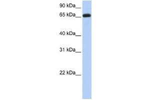 Western Blotting (WB) image for anti-Ectonucleoside Triphosphate diphosphohydrolase 7 (ENTPD7) antibody (ABIN2459295) (ENTPD7 antibody)