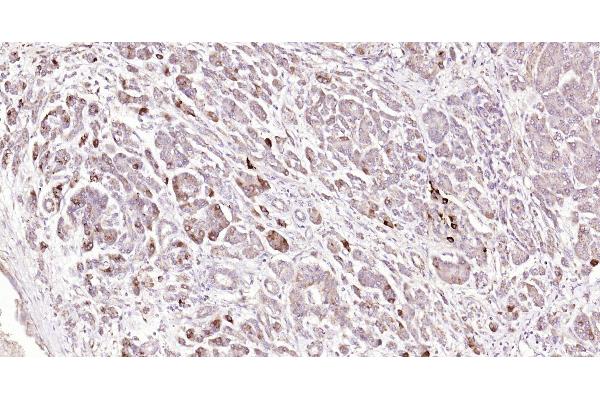GLP-1 antibody  (AA 7-36)