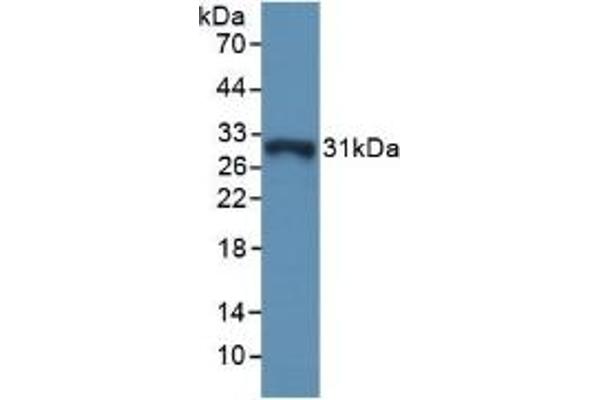 GSTO1 抗体  (AA 24-233)