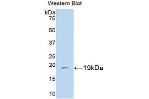 Western Blotting (WB) image for anti-Peptidylprolyl Isomerase A (Cyclophilin A) (PPIA) (AA 2-165) antibody (ABIN1077691)
