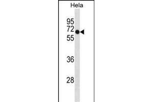 DEPDC7 Antibody (C-term) (ABIN1881258 and ABIN2838959) western blot analysis in Hela cell line lysates (35 μg/lane).