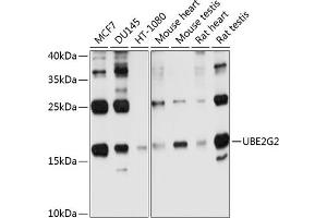 Western blot analysis of extracts of various cell lines, using UBE2G2 antibody (ABIN6130769, ABIN6149798, ABIN6149799 and ABIN6214653) at 1:1000 dilution. (UBE2G2 antibody  (AA 1-165))