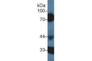 Western Blot; Sample: Porcine Kidney lysate; Primary Ab: 1µg/ml Rabbit Anti-Human HCII Antibody Second Ab: 0. (SERPIND1 antibody  (AA 276-499))