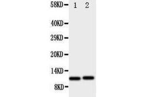 Western Blotting (WB) image for anti-Chemokine (C-X-C Motif) Ligand 1 (Melanoma Growth Stimulating Activity, Alpha) (CXCL1) (AA 99-107), (C-Term) antibody (ABIN3044150) (CXCL1 antibody  (C-Term))