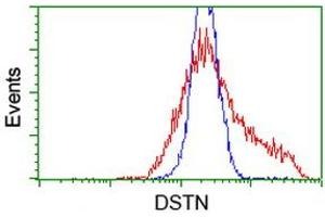 HEK293T cells transfected with either RC203419 overexpress plasmid (Red) or empty vector control plasmid (Blue) were immunostained by anti-DSTN antibody (ABIN2454363), and then analyzed by flow cytometry. (Destrin antibody)