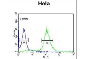 RFC5 Antibody (Center ) (ABIN389314 and ABIN2839435) flow cytometric analysis of Hela cells (right histogram) compared to a negative control cell (left histogram).