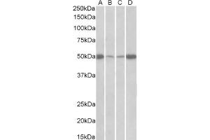 Staining of Mouse (A+C) and Rat (B+D) Skeletal Muscle (A+B) and Heart (C+D) lysatesusing using EEF1A2 Antibody at 0.