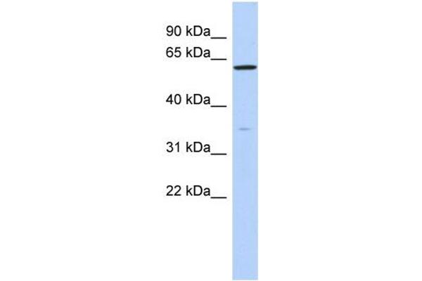 ZNF431 Antikörper  (N-Term)