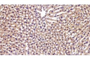 Detection of APOM in Mouse Liver Tissue using Polyclonal Antibody to Apolipoprotein M (APOM) (Apolipoprotein M antibody  (AA 8-188))