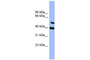 WB Suggested Anti-SMU1 Antibody Titration: 0. (SMU1 antibody  (N-Term))