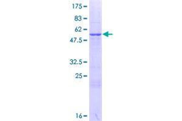 GRPEL2 Protein (AA 1-225) (GST tag)