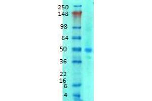 Western Blotting rat brain membrane 1 in 1000 SNAT1. (SLC38A1 antibody  (AA 1-63))