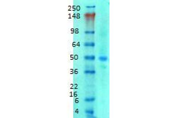 SLC38A1 antibody  (AA 1-63)
