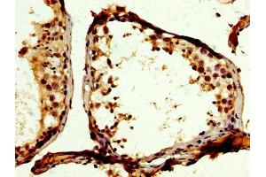 IHC image of ABIN7174089 diluted at 1:200 and staining in paraffin-embedded human testis tissue performed on a Leica BondTM system. (PTPN12 antibody  (AA 539-714))