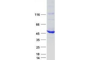 Validation with Western Blot (BBOX1 Protein (Myc-DYKDDDDK Tag))