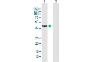Western Blot analysis of HSD11B2 expression in transfected 293T cell line by HSD11B2 MaxPab polyclonal antibody.