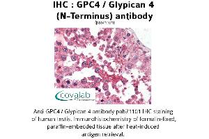 Image no. 1 for anti-Glypican 4 (GPC4) (N-Term) antibody (ABIN1734870) (GPC4 antibody  (N-Term))