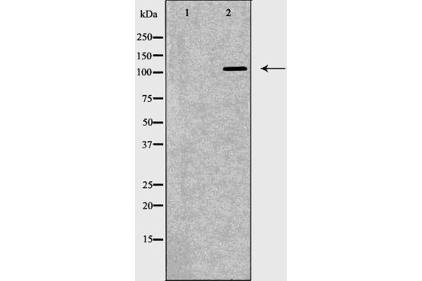 TLR8 antibody  (C-Term)