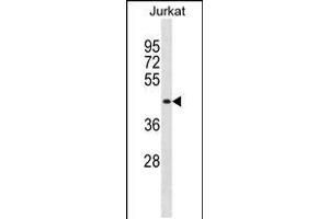 Western blot analysis in Jurkat cell line lysates (35ug/lane). (MBNL1 antibody  (C-Term))